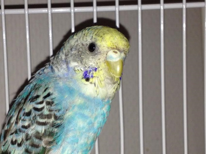 Vi presento Willy,...